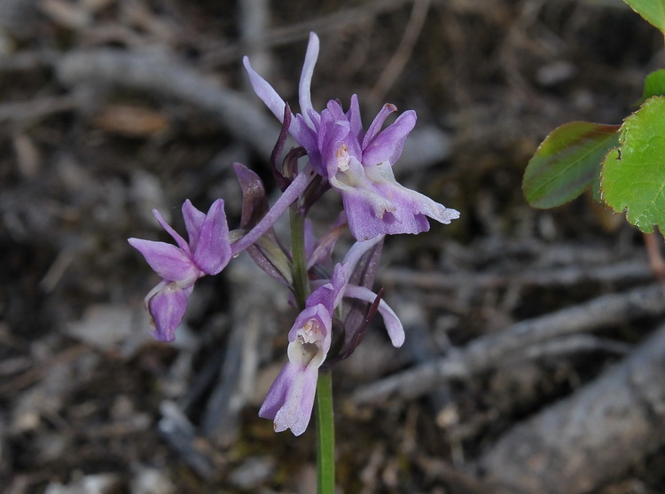 Qualche dubbio... Dactylorhiza romana